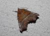 215333 – Photo : alain Roujas – France (31)