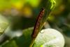 215349 – Photo : Pierre Duhem – France (73)