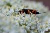 215428 – Photo : Pierre Duhem – France (73)