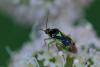 215513 – Photo : Pierre Duhem – France (73)