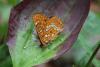 215937 – Photo : Limenitis78 – France (21)