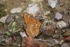 215938 – Photo : Limenitis78 – France (21)