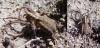 215331 – Photo : Vincent VALLI – France (89)