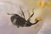 215485 – Photo : Christian Berquer – France (50)
