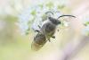 215427 – Photo : Didier Houbrechts – Belgique