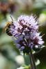 215490 – Photo : Didier Houbrechts – Belgique