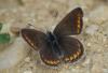 215899 – Photo : Michel Mathieu – France (34)