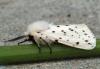 Spilosoma lubricipeda