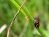 215009 – Photo : David Sannier – France (63)