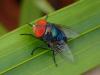 215501 – Photo : Didier Levasseur – Thaïlande