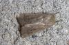 215413 – Photo : Michel Renou – France (26)