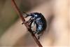 Byctiscus betulae