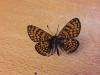 215929 – Photo : Limenitis78 – France (04)
