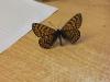 215933 – Photo : Limenitis78 – France (04)