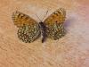 215934 – Photo : Limenitis78 – France (04)