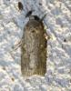 215858 – Photo : alain Roujas – France (31)