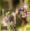 Halictus scabiosae