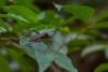 215748 – Photo : Olivier Gaubert – Guyane française