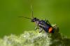 215781 – Photo : Christophe Quintin – France (21)
