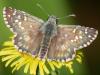 215417 – Photo : Alain Gérard – France (31)