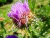 215452 – Photo : Mathilde Dusacq – France (84)