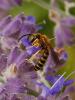 215580 – Photo : michel Aubailly – France (18)