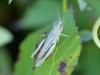 215979 – Photo : Balafenn35 – France (35)