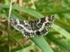 215721 – Photo : victor coste – France (65)