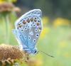 215575 – Photo : ORCHALLAN – France (44)