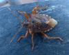 215600 – Photo : ORCHALLAN – France (44)