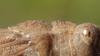215051 – Photo : vincent thary – Canada
