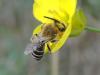 215136 – Photo : Maxime Bodhuin – France (62)