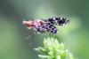 215408 – Photo : Daniel Ventard – France (71)