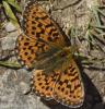 215152 – Photo : sofiane lemieuvre – France (38)