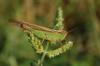 215137 – Photo : Christophe Avenas – France (20)