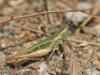 215402 – Photo : Sylvain Houpert – France (66)