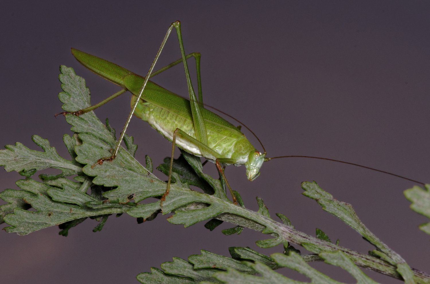 Michel Renou - Phaneroptera falcata - réf. 215544 (1500 x 993 pixels, 178 ko)