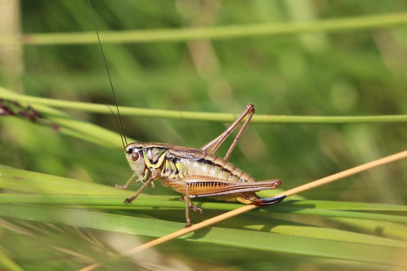 Mickaël Villemagne - Roeseliana roeselii - réf. 215244 (800 x 533 pixels, 147 ko)