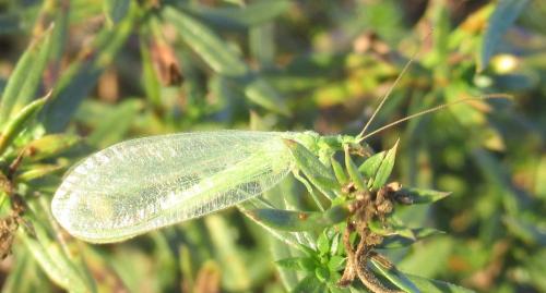 Chrysoperla sp.