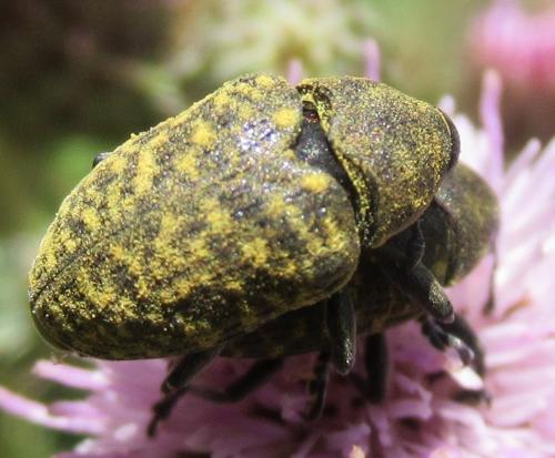 Réf. 216 082 : Larinus turbinatus