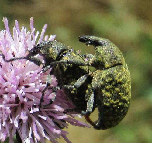 Réf. 216 081 : Larinus turbinatus