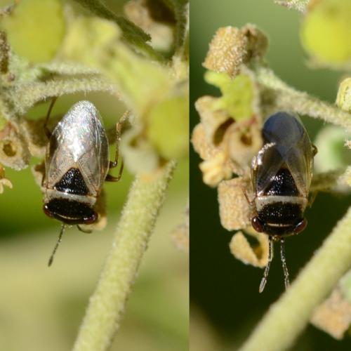 Réf. 216 127 : Geocoris megacephalus