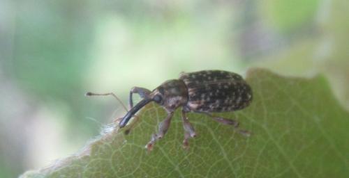 Dorytomus sp.