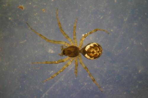 Neriene clathrata