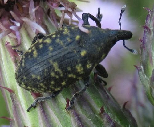Réf. 216 083 : Larinus turbinatus