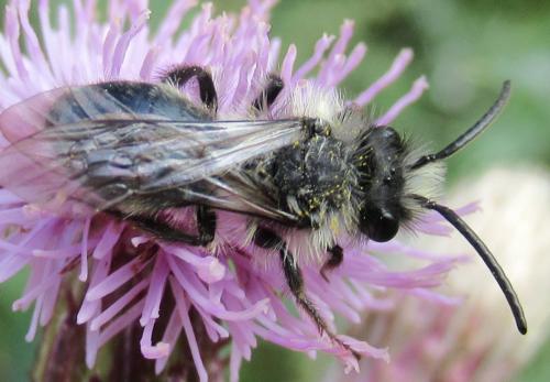 Andrena cineraria