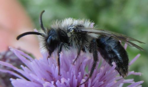 Andrena cineraria