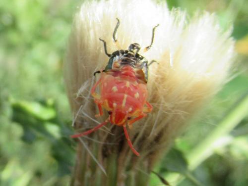 Carpocoris sp.