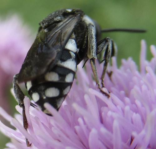 Réf. 216 006 : Epeolus fallax