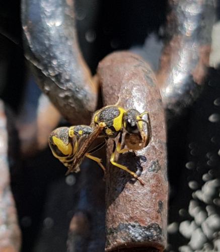 Eumenes sp.
